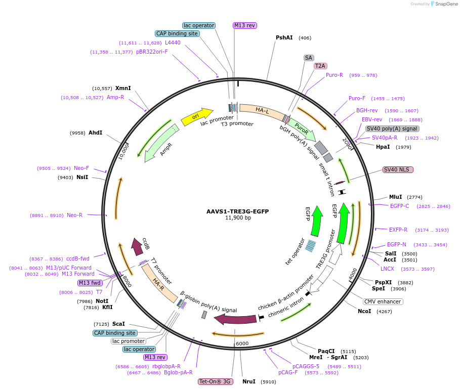 52343-plasmid-map-sequence-id-261470