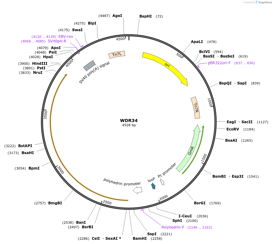 132526-plasmid-map-sequence-id-261473