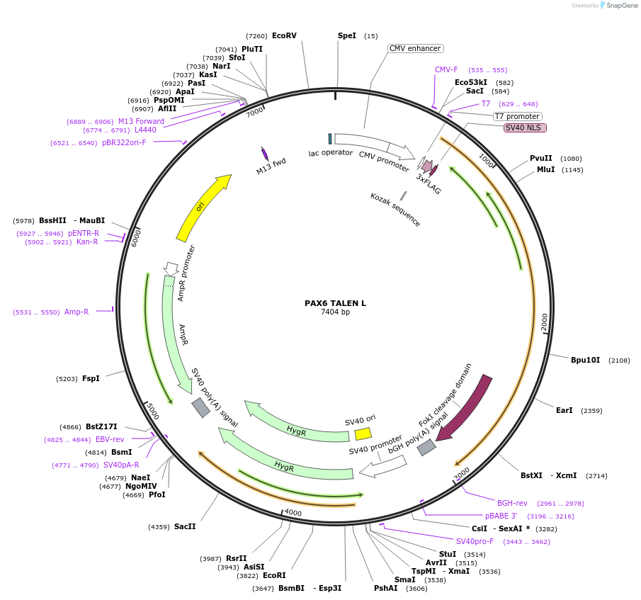 109034-plasmid-map-sequence-id-261481