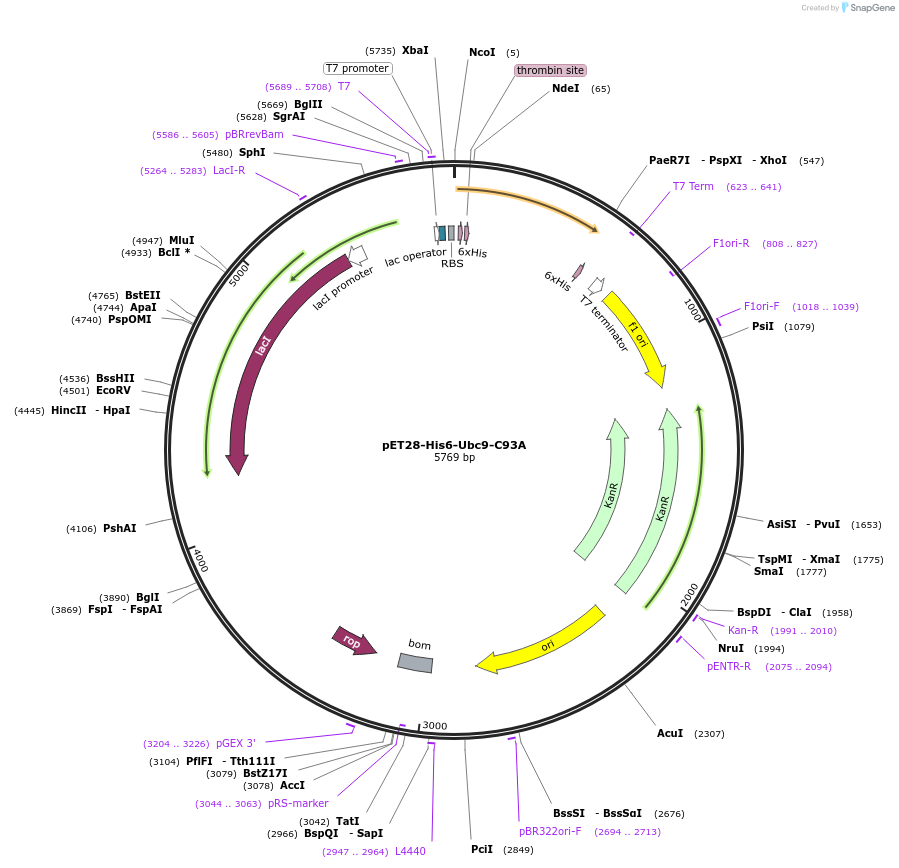 133910-plasmid-map-sequence-id-261491
