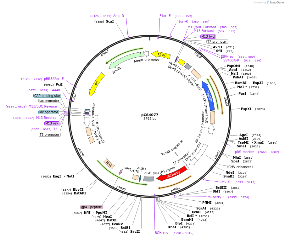 131738-plasmid-map-sequence-id-261503
