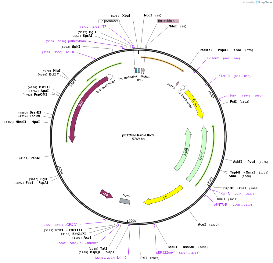 133909-plasmid-map-sequence-id-261504