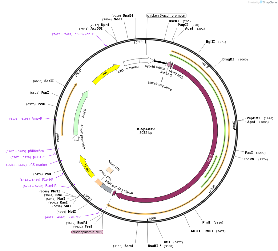 126760-plasmid-map-sequence-id-261519