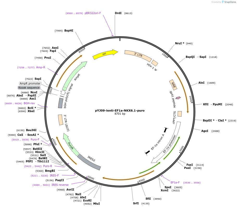 131054-plasmid-map-sequence-id-261525