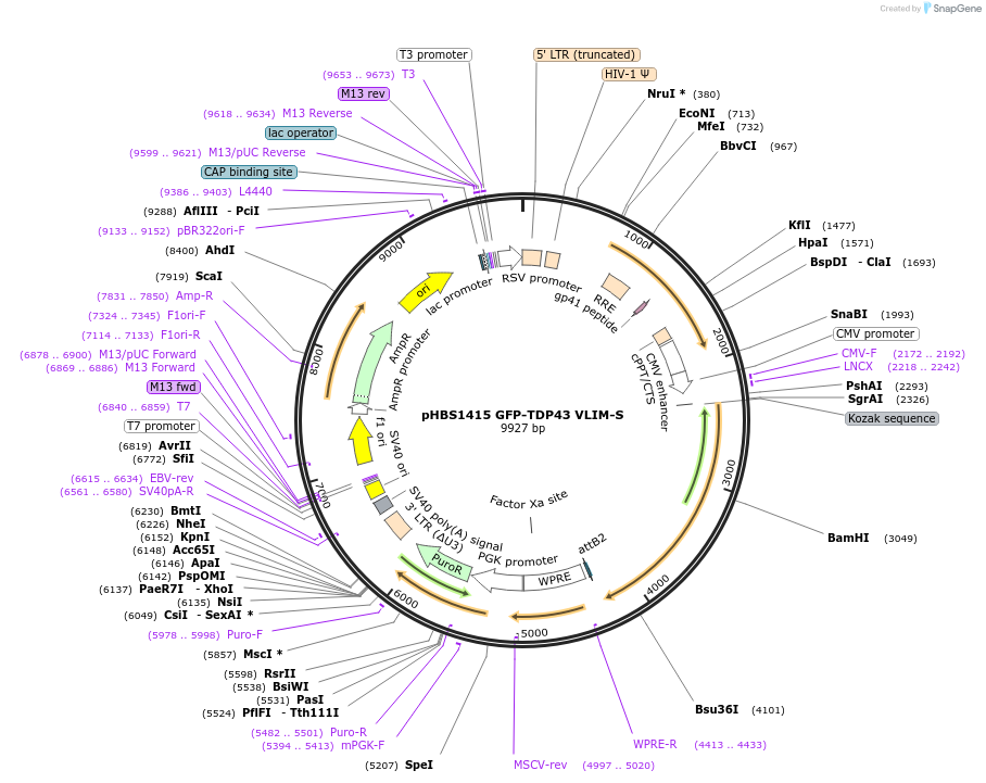 133323-plasmid-map-sequence-id-261541