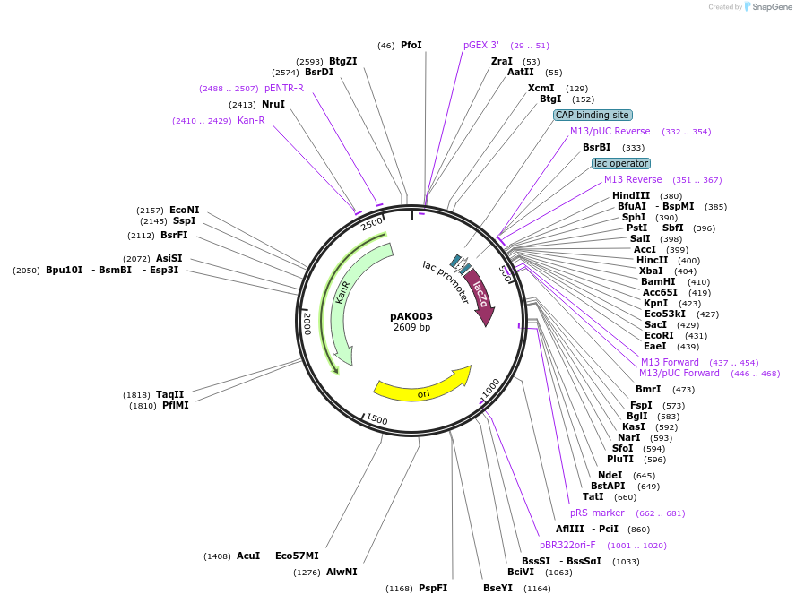 128216-plasmid-map-sequence-id-261552