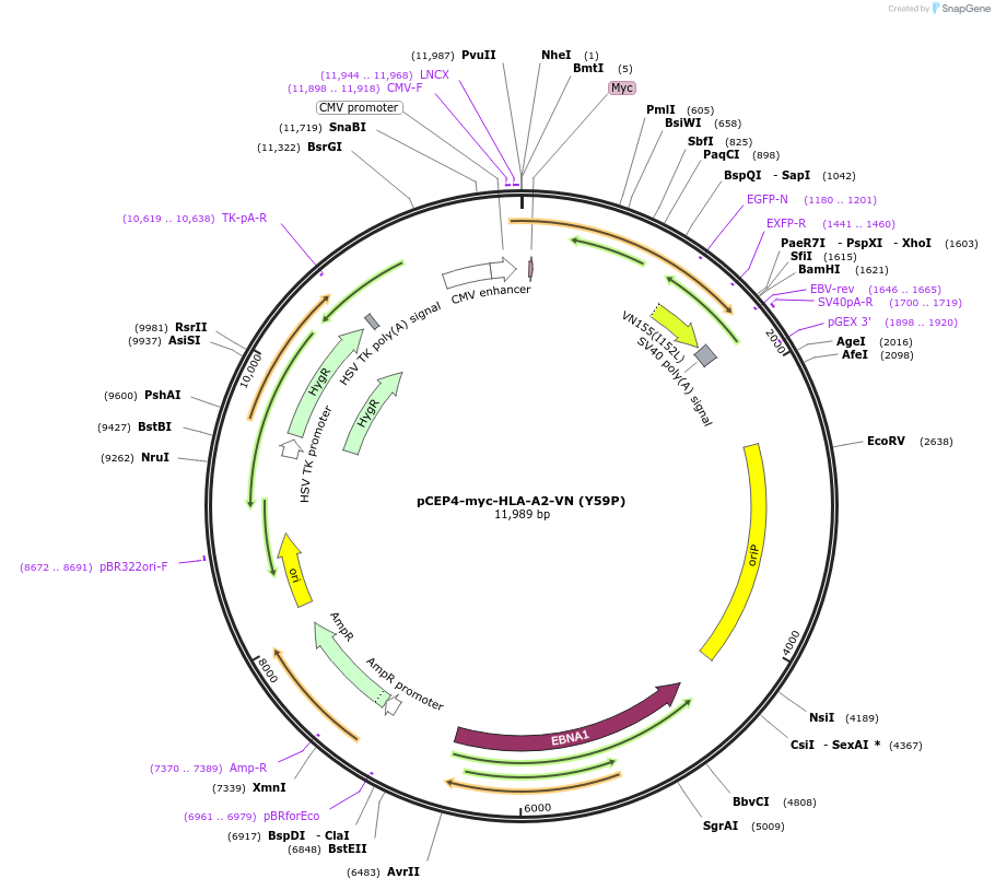 135492-plasmid-map-sequence-id-261553