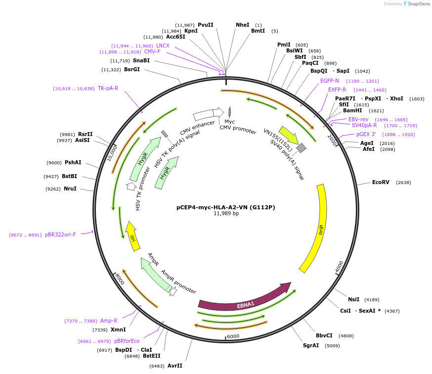 135496-plasmid-map-sequence-id-261563
