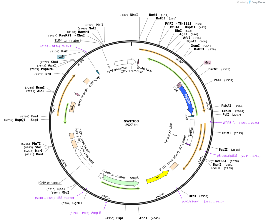133611-plasmid-map-sequence-id-261566