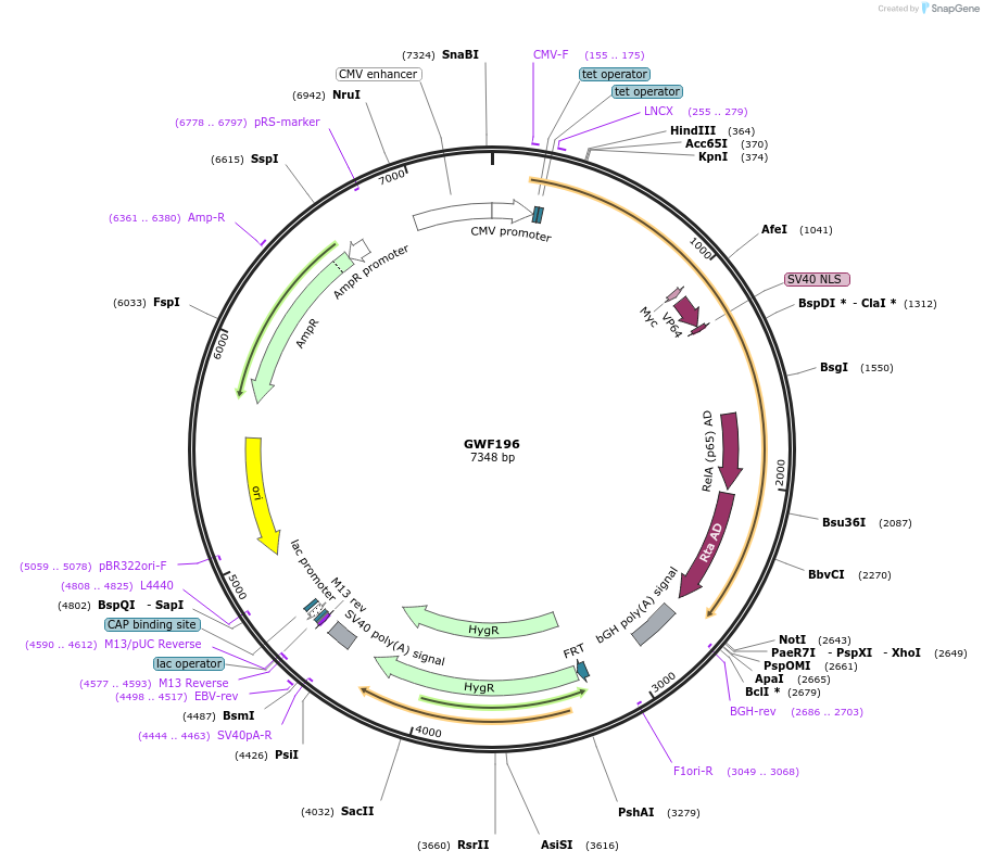 133613-plasmid-map-sequence-id-261571