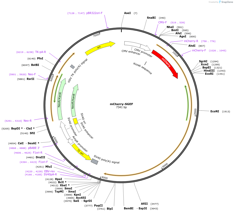 129620-plasmid-map-sequence-id-261585