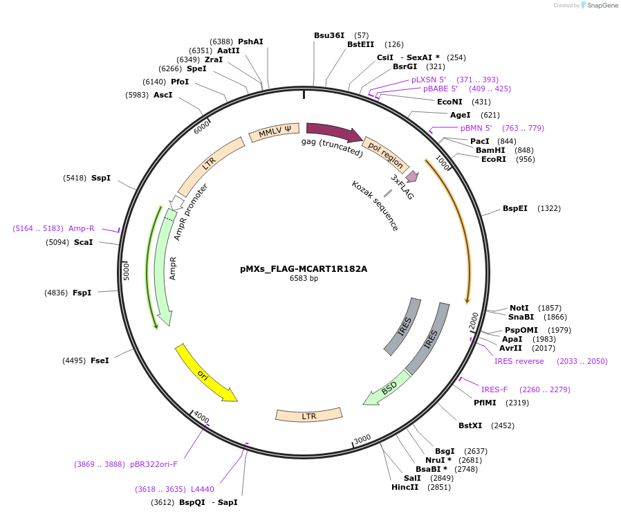 133252-plasmid-map-sequence-id-261589