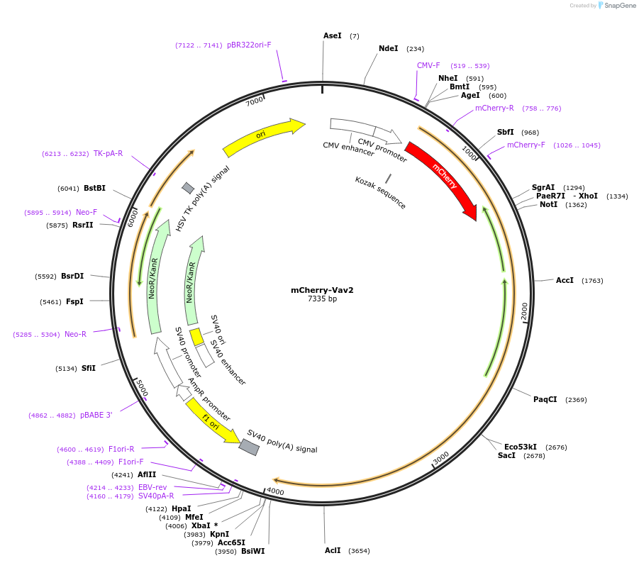 129623-plasmid-map-sequence-id-261591
