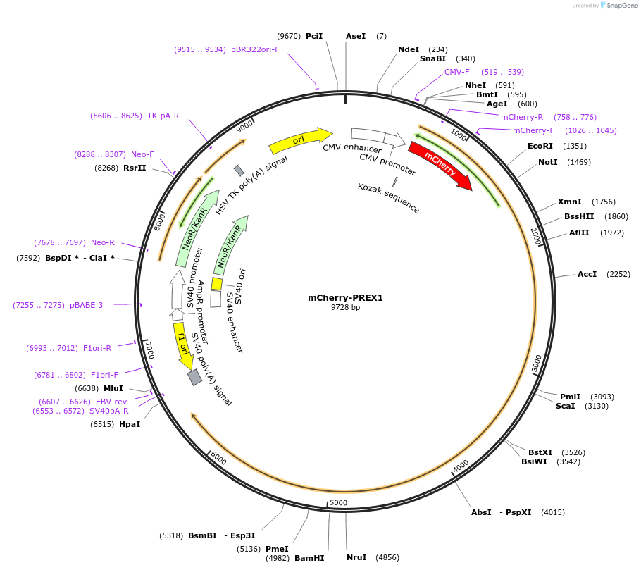 129619-plasmid-map-sequence-id-261594