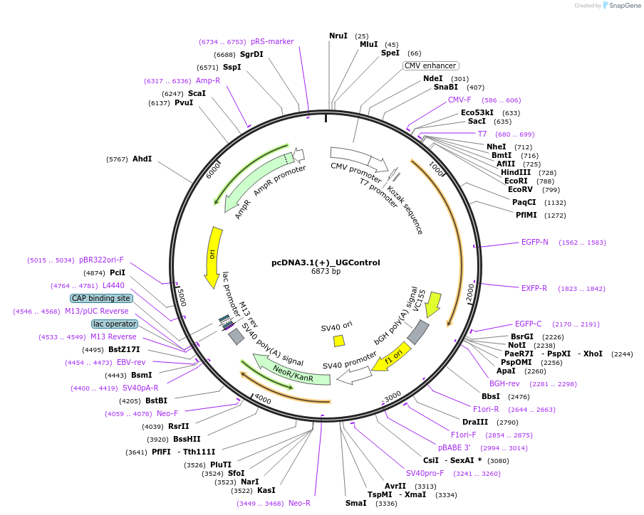 133875-plasmid-map-sequence-id-261600