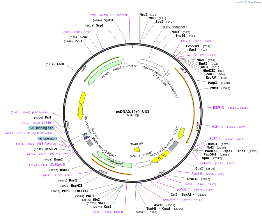 133874-plasmid-map-sequence-id-261601