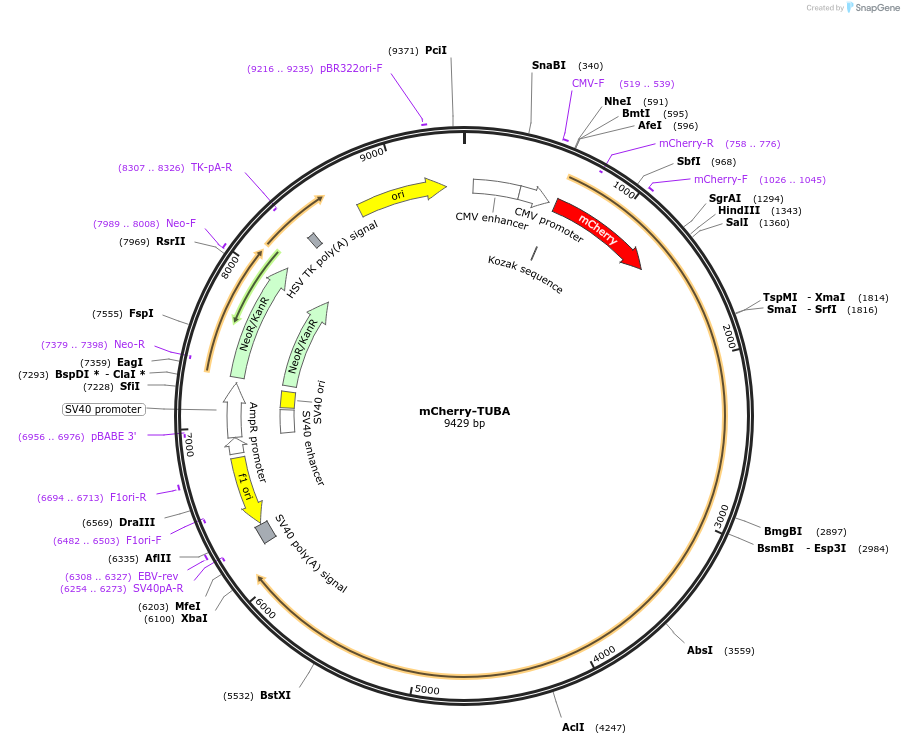 129622-plasmid-map-sequence-id-261602
