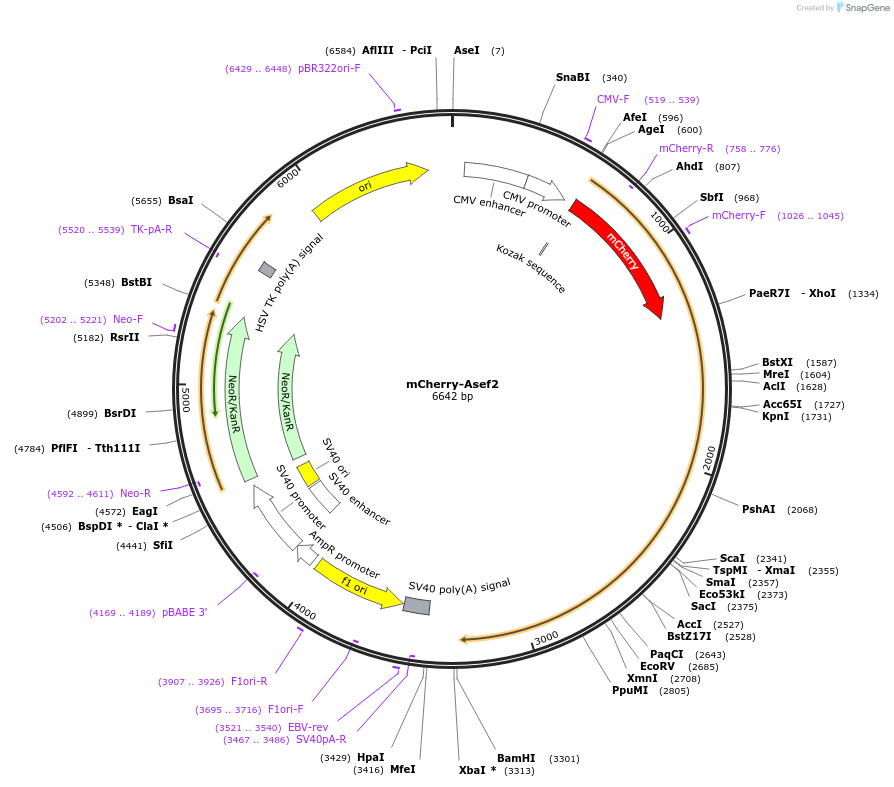 129610-plasmid-map-sequence-id-261611