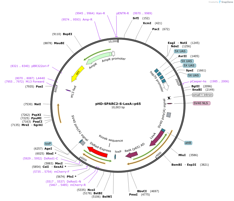 133564-plasmid-map-sequence-id-261649