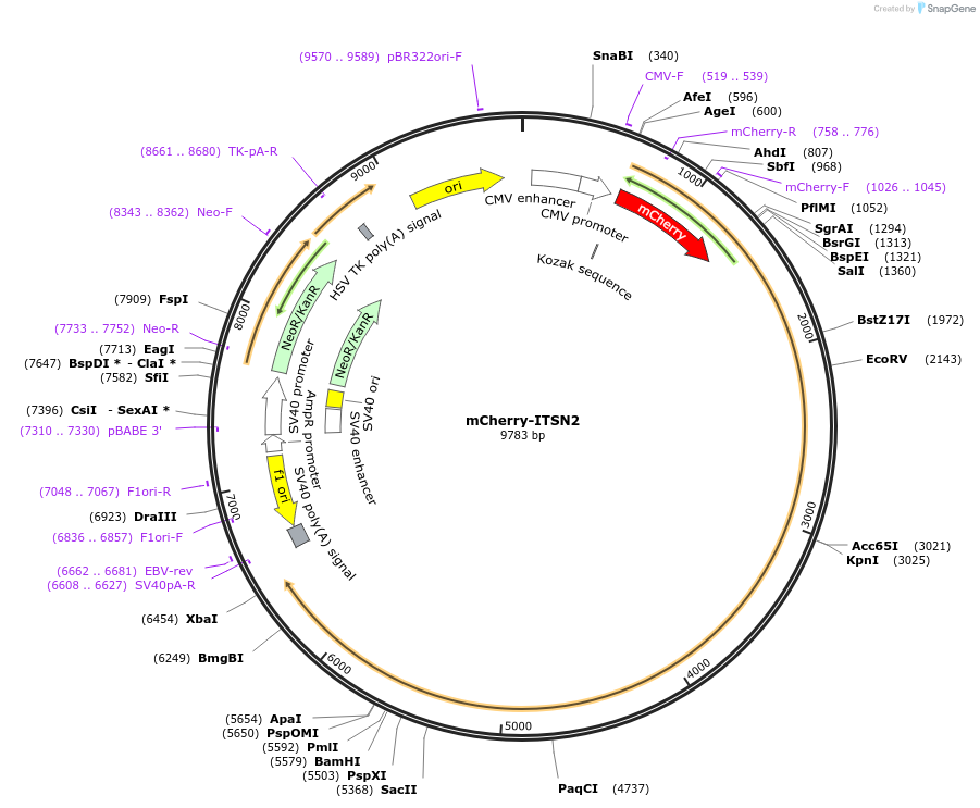 129615-plasmid-map-sequence-id-261651