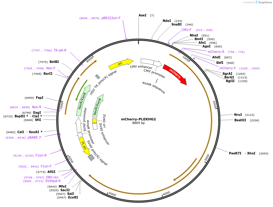 129617-plasmid-map-sequence-id-261653