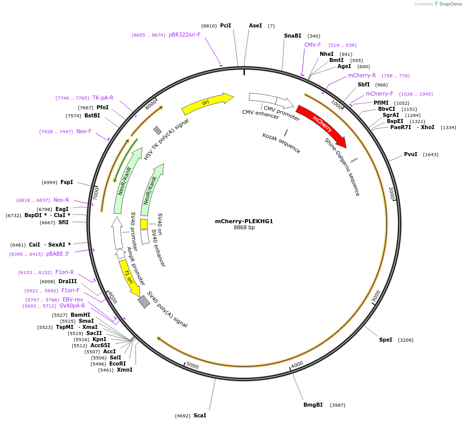 129616-plasmid-map-sequence-id-261655