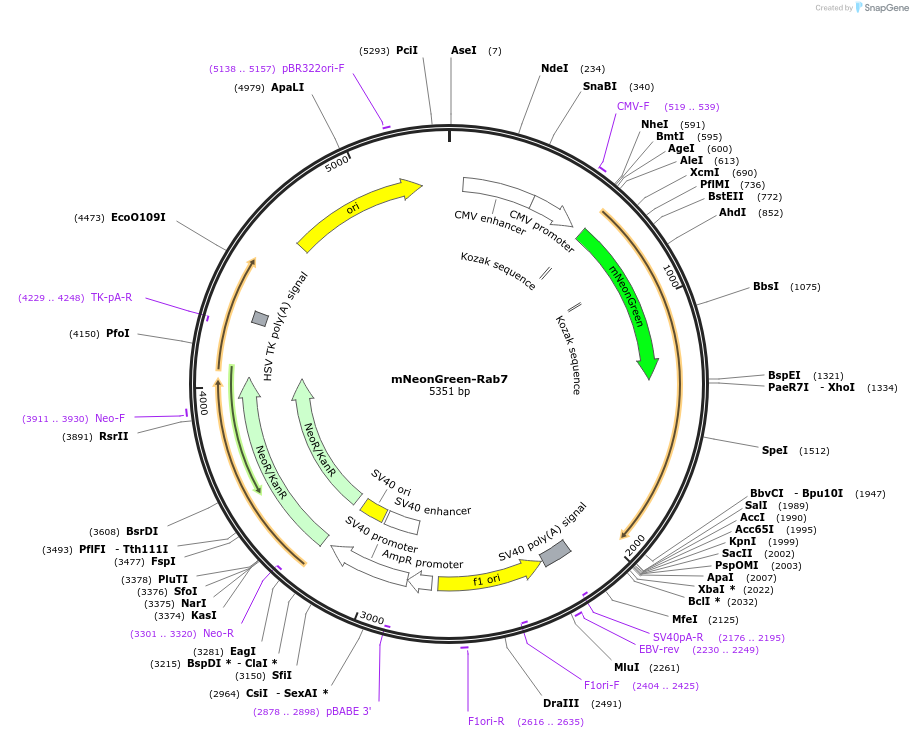 129603-plasmid-map-sequence-id-261657