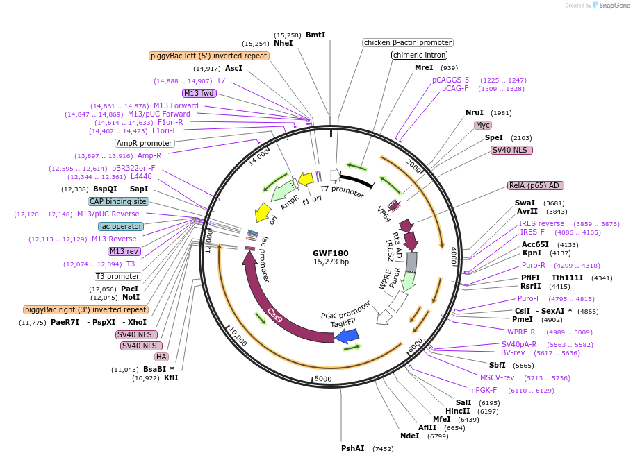 133607-plasmid-map-sequence-id-261658