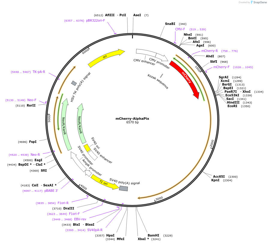 129609-plasmid-map-sequence-id-261659