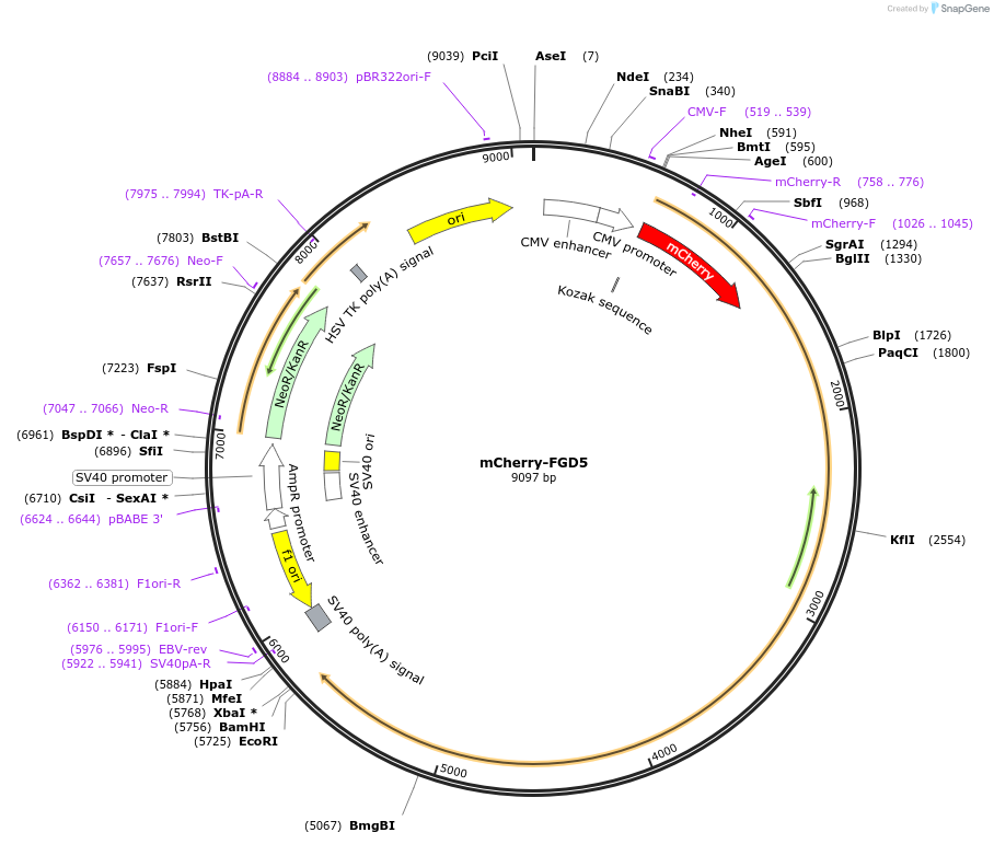 129613-plasmid-map-sequence-id-261661