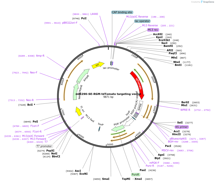 133047-plasmid-map-sequence-id-261666