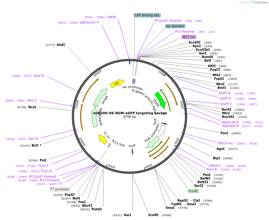 133046-plasmid-map-sequence-id-261667