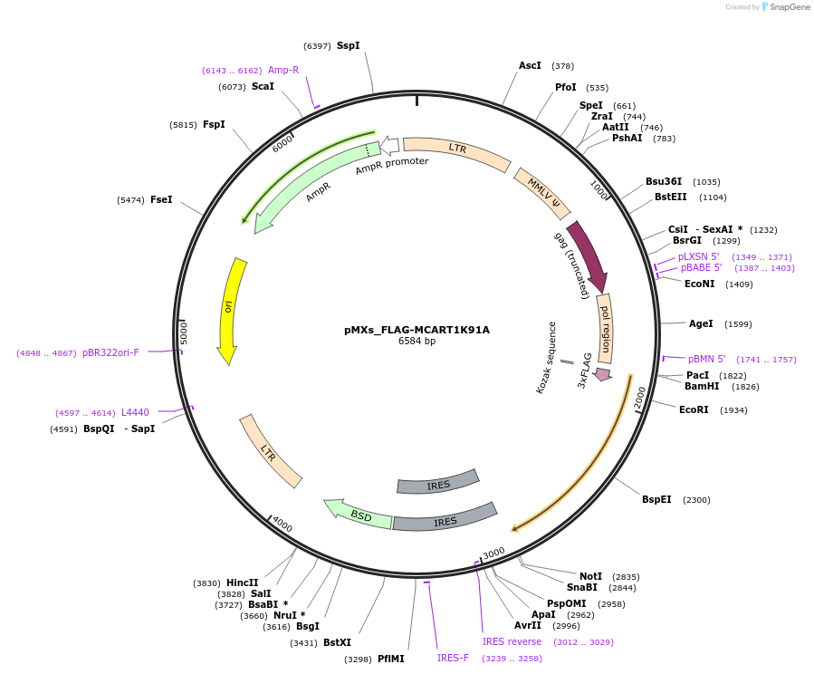 133248-plasmid-map-sequence-id-261676