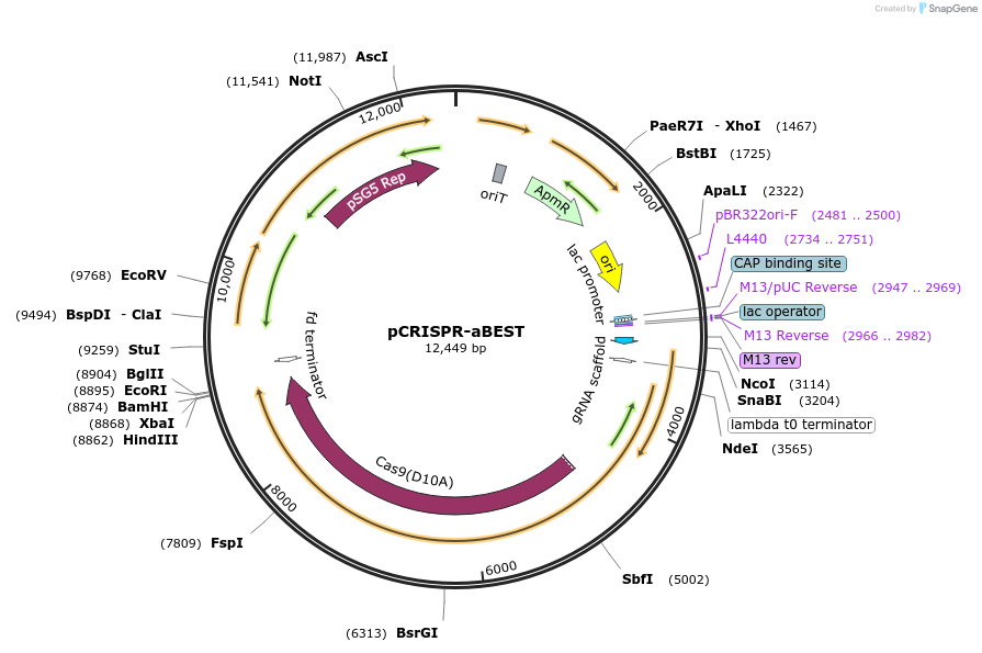 131464-plasmid-map-sequence-id-261686
