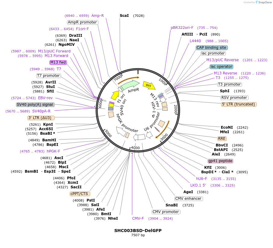 133301-plasmid-map-sequence-id-261688