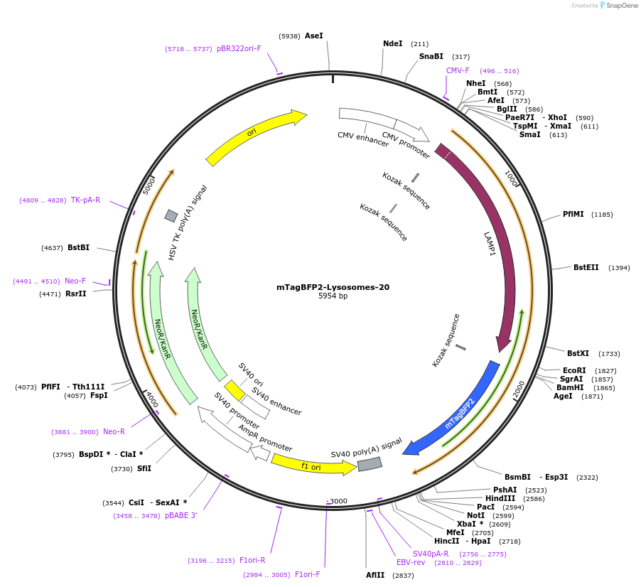 55308-plasmid-map-sequence-id-261700