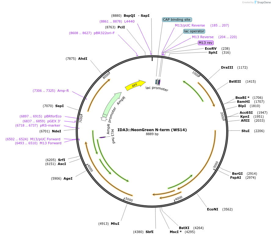 126875-plasmid-map-sequence-id-261706