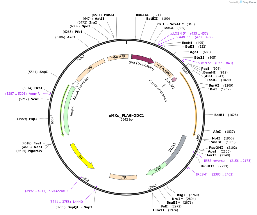 133256-plasmid-map-sequence-id-261717