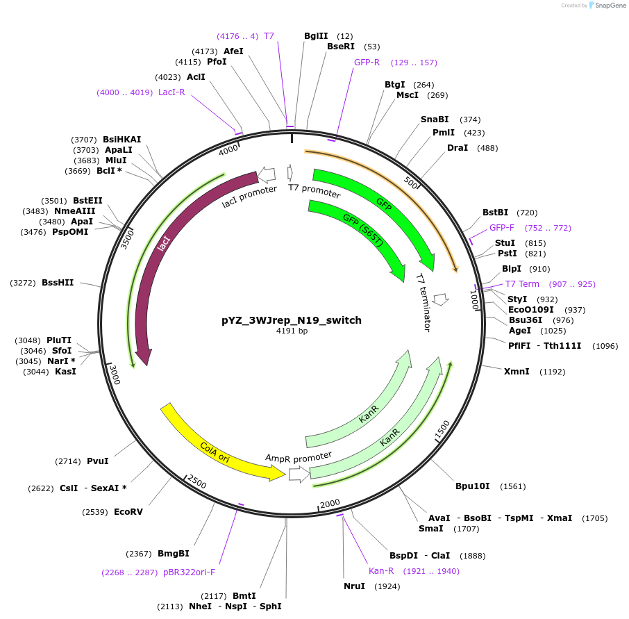 132723-plasmid-map-sequence-id-261725