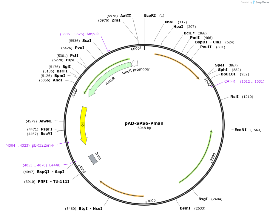 133906-plasmid-map-sequence-id-261727