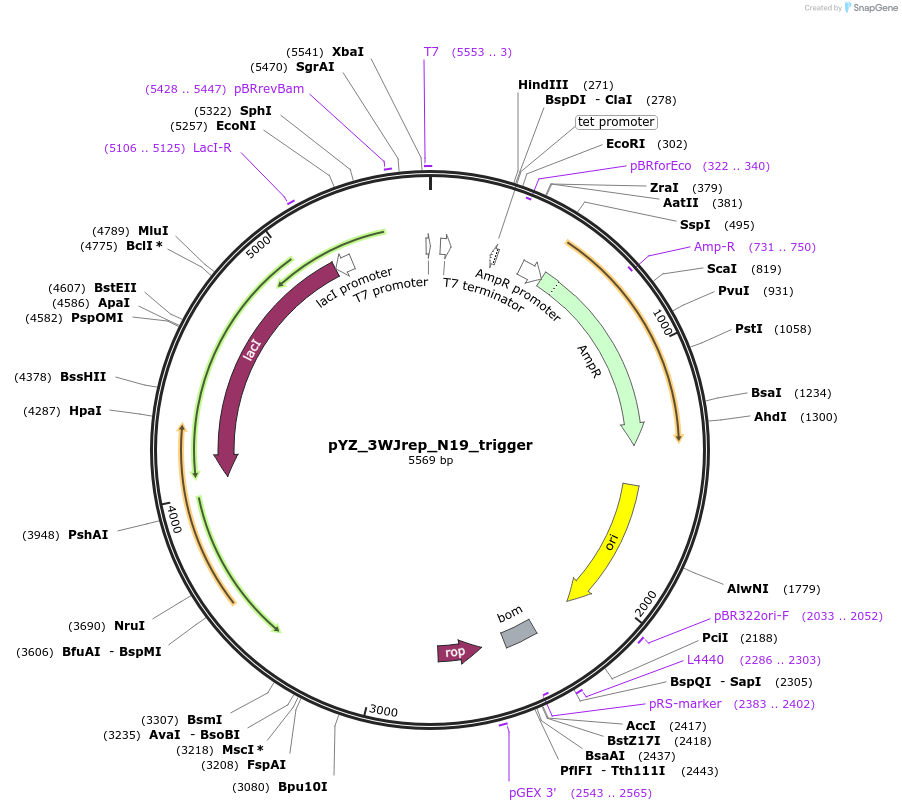 132727-plasmid-map-sequence-id-261732