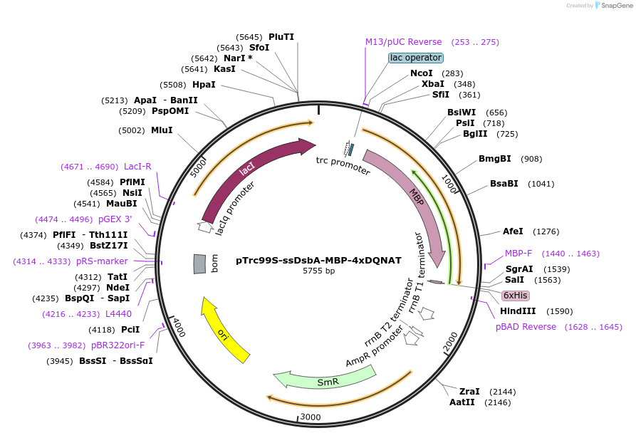 128398-plasmid-map-sequence-id-261737