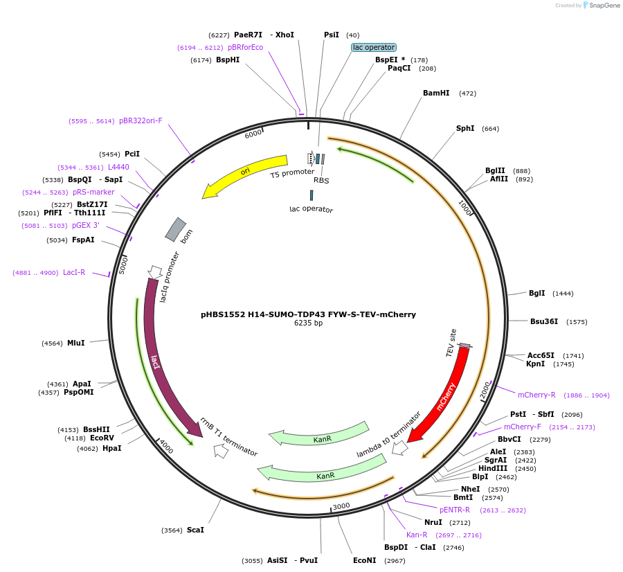 133322-plasmid-map-sequence-id-261740