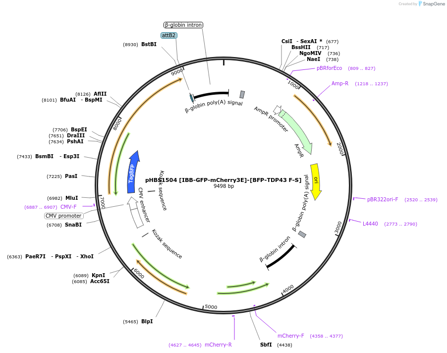 133328-plasmid-map-sequence-id-261749