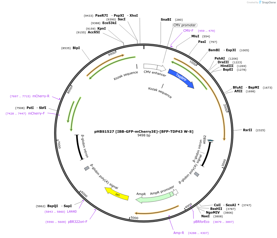 133333-plasmid-map-sequence-id-261759
