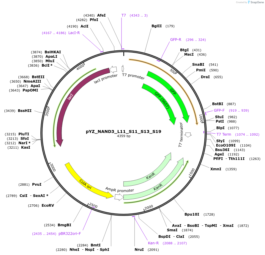 132731-plasmid-map-sequence-id-261760
