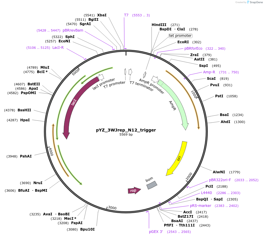 132734-plasmid-map-sequence-id-261765