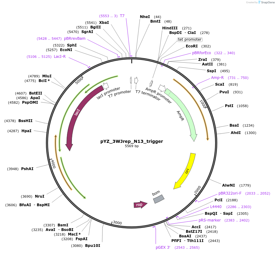132735-plasmid-map-sequence-id-261769
