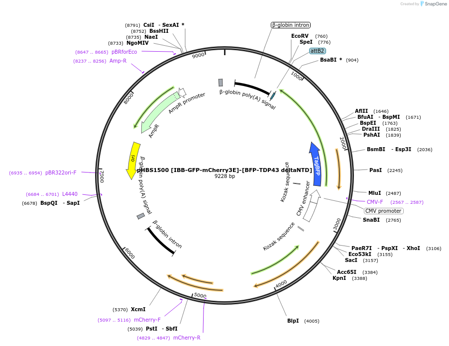 133324-plasmid-map-sequence-id-261772
