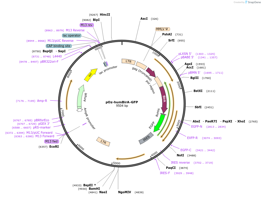 133283-plasmid-map-sequence-id-261779